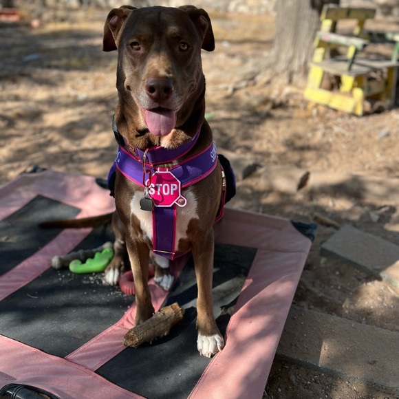 Meet your Posher, Darci - Picture 3 of 5